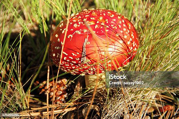 Photo libre de droit de Champignon Amanite Muscaria Agaric Toxiques Fly banque d'images et plus d'images libres de droit de Matière nocive - Matière nocive, Amanite tue-mouche, Botanique