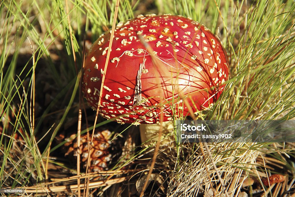 머시룸 Amanita Muscaria 플라이에는 Agaric 독성 - 로열티 프리 독성 물질 스톡 사진