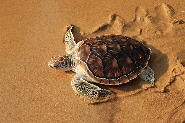 Sea turtle stock photo