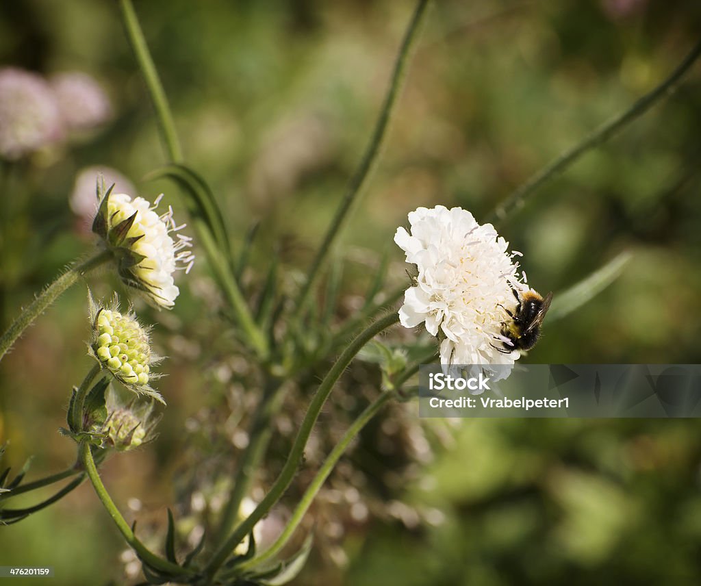 호박벌 흰색 꽃 - 로열티 프리 0명 스톡 사진