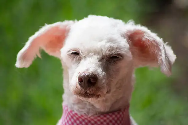 Portrait of French Poodle with the expression become sleepy and dull.