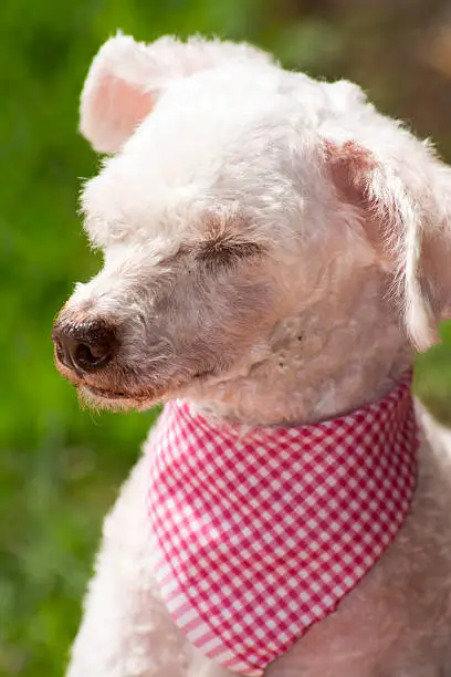 Detail to French Poodle with the expression become sleepy and dull.