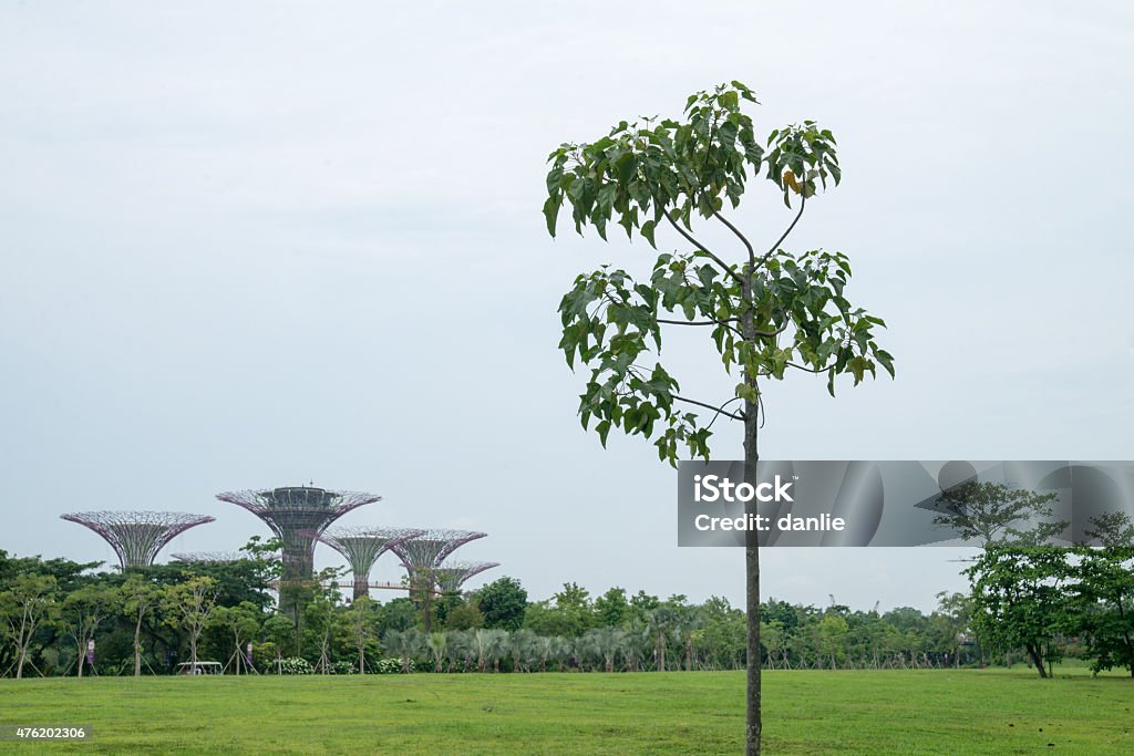 Trees, natural and man-made Under overcast sky are trees and Supertree Grove of Gardens by the Bay, Singapore, in a green grass field. Gardens by the Bay Stock Photo