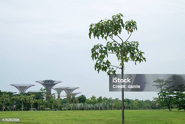 Trees Natural And Manmade Stock Photo - Download Image Now - Gardens by the Bay, Singapore, 2015