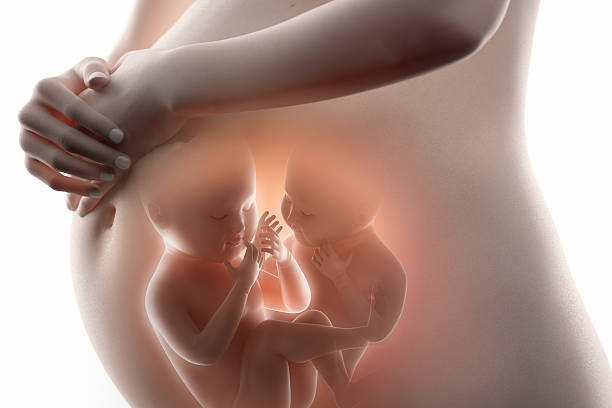 pregnancy concept with baby twins - eeneiige tweeling stockfoto's en -beelden