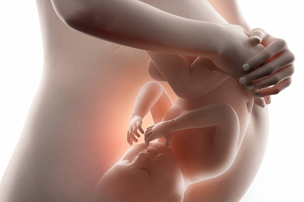Pregnancy concept with baby Fetus concept in 3D fetus stock pictures, royalty-free photos & images