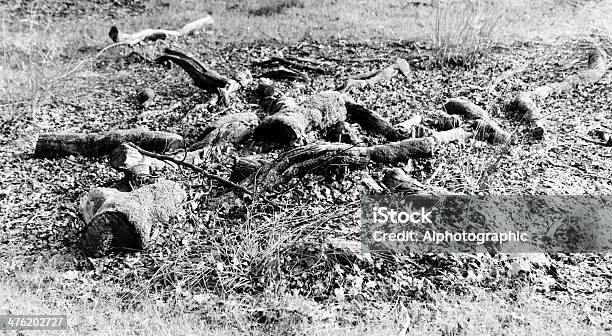 Stare Drzewo Gnijący W Drewno - zdjęcia stockowe i więcej obrazów Biały - Biały, Coniston, Czarno biały