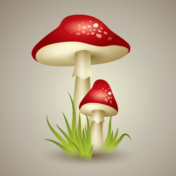 Illustration of Mushroom Vector illustration  soil fungus stock illustrations