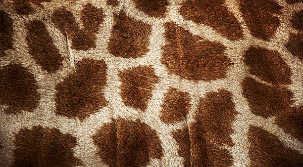 istock genuine leather skin of giraffe 476203823