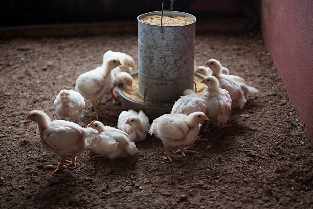 baby chickens around bird feeder in barn stock photo