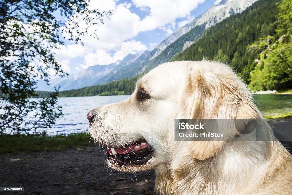 Portret Golden Retriever z przodu z Antholzer Lake - Zbiór zdjęć royalty-free (Alpy)