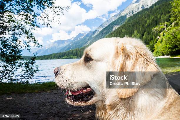 Portret Golden Retriever Z Przodu Z Antholzer Lake - zdjęcia stockowe i więcej obrazów Alpy - Alpy, Bawaria, Eibsee