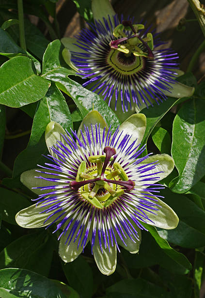 istock Blossoms of Passiflora 476204346