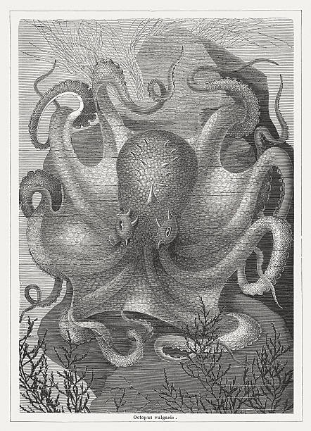 ilustrações de stock, clip art, desenhos animados e ícones de polvo, publicada em 1877 - tentacular