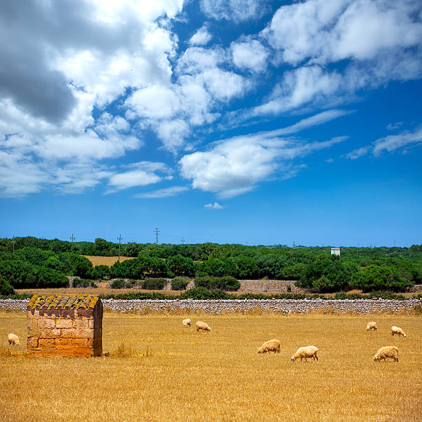 Menorca sheep flock grazing in golden dried meadow at Balearic Islands
