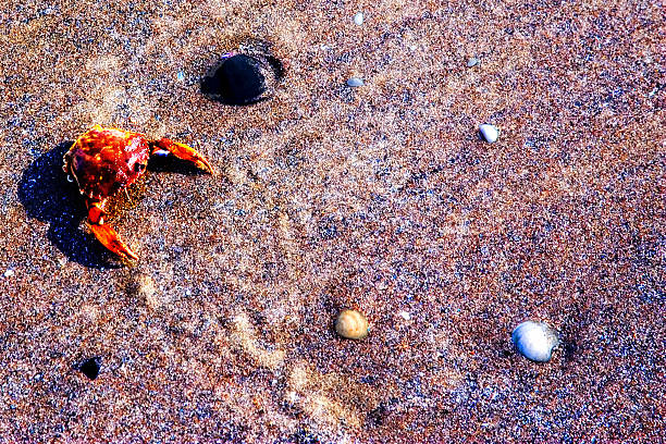 istock One crab on the sand of the shore 476204876