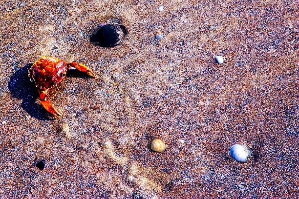 One crab on the sand of the shore stock photo