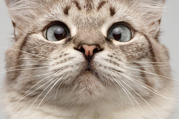 Closeup Cat with Round Eyes Curiosity Looking on His Nose