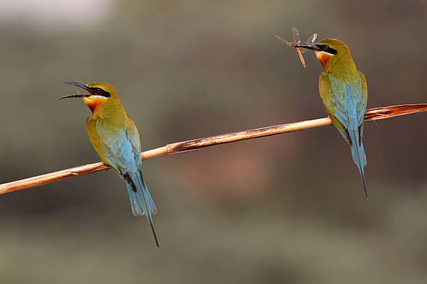 istock Blue tailed bee eaters on branch 476205568