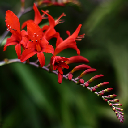 Evening close up of a single Crocosmia Lucifer stem