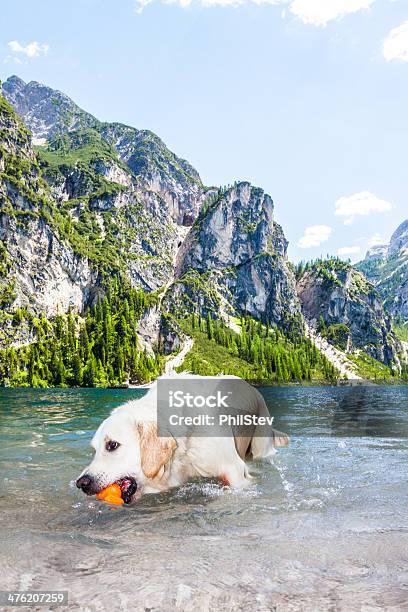 Die Golden Retrieverat Der Pragser Wildsee Stockfoto und mehr Bilder von Alpen - Alpen, Apportieren, Arbeiten