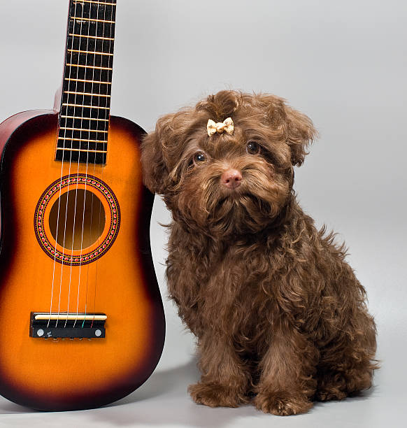 istock Bolonka ZWETNA with guitar 476207273