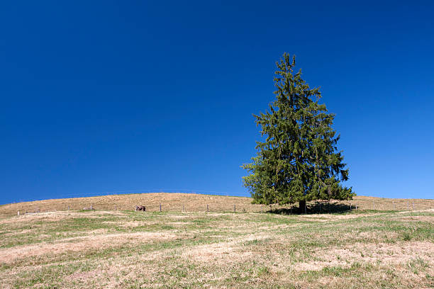 pine tree in a meadow stock photo