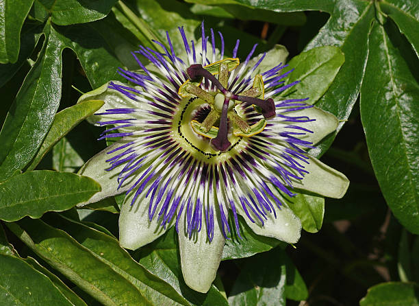 istock Blossom of Passiflora 476209276