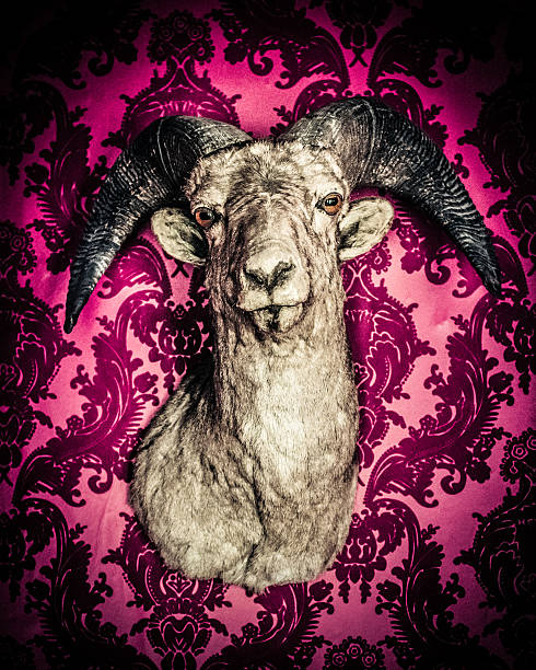 istock Bighorn Sheep Hunting Trophy 476210611