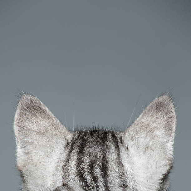 orecchie di gatto - orecchio di animale foto e immagini stock