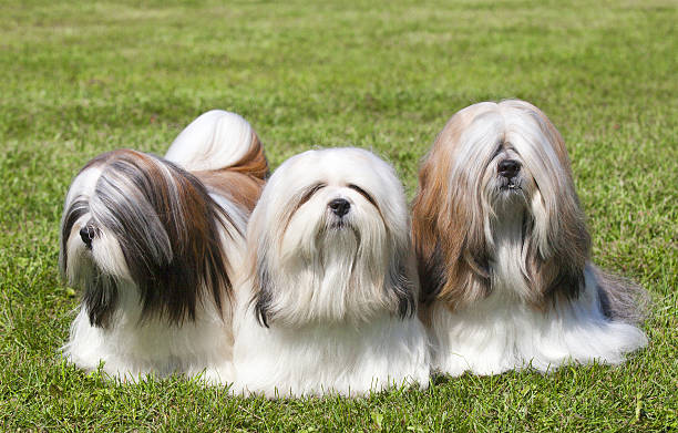 retrato de tres de pura raza lhasa apso on green grass - lhasa fotografías e imágenes de stock