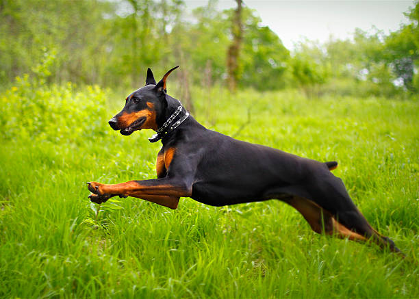 Running Dog Doberman running through green spring field. doberman stock pictures, royalty-free photos & images