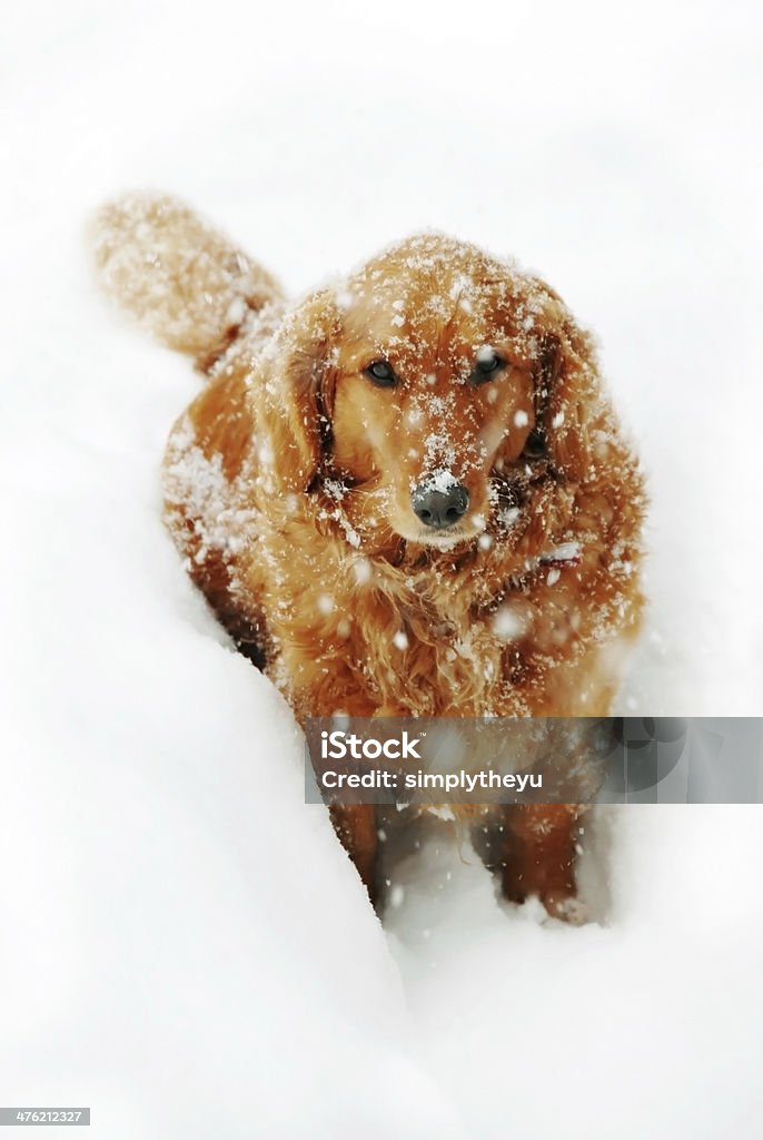 Cane nella neve - Foto stock royalty-free di Freddo