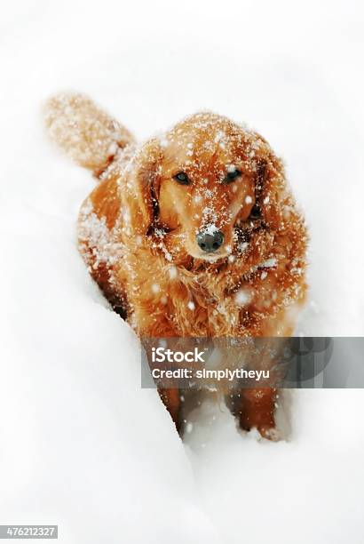 Cane Nella Neve - Fotografie stock e altre immagini di Freddo - Freddo, Golden Retriever, Ambientazione esterna