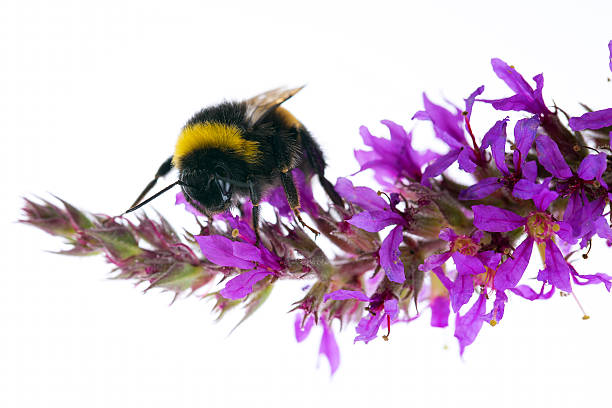 bumblebee i kwiat - bee honey bee single flower honey zdjęcia i obrazy z banku zdjęć