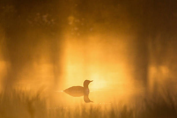 istock Red throated Loon in dawn 476212848
