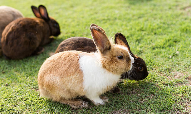 istock cute rabbits in garden 476212912