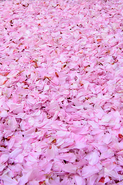 istock Cherry flower leaves all over (vertical perspective) 476213404
