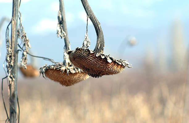 istock Withered sunflower droop in the field 476214400
