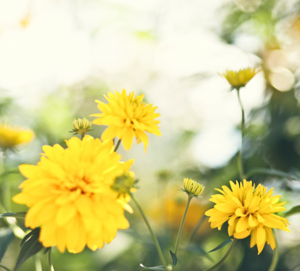 Yellow flowers.Summer time.