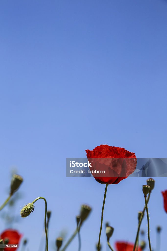 poppy flowers poppy flowers against sky Agricultural Field Stock Photo