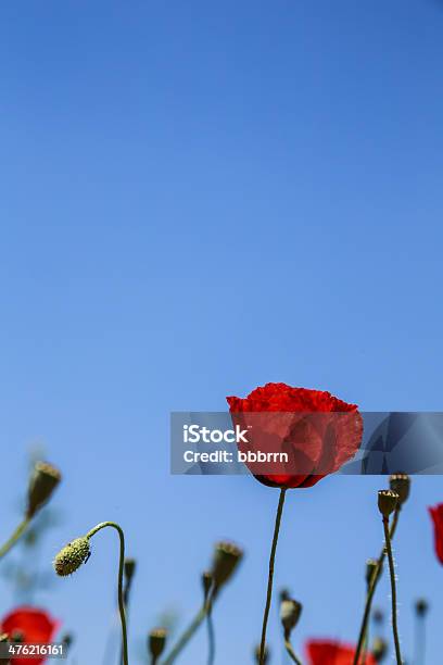 Poppy Flowers Stock Photo - Download Image Now - Agricultural Field, Agriculture, Beauty In Nature