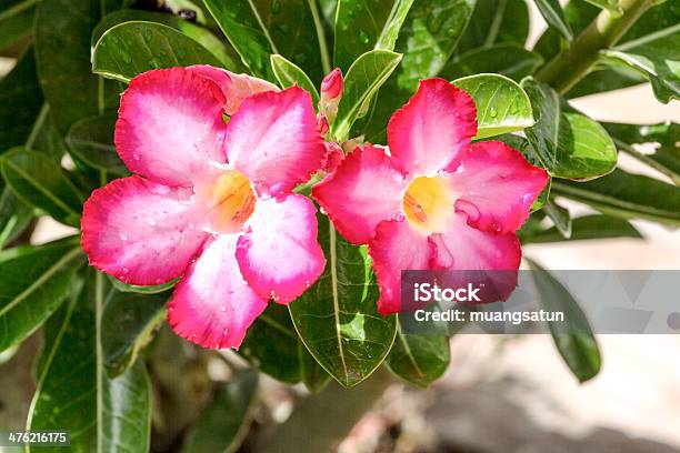 Fiori - Fotografie stock e altre immagini di Albero - Albero, Biologia, Botanica