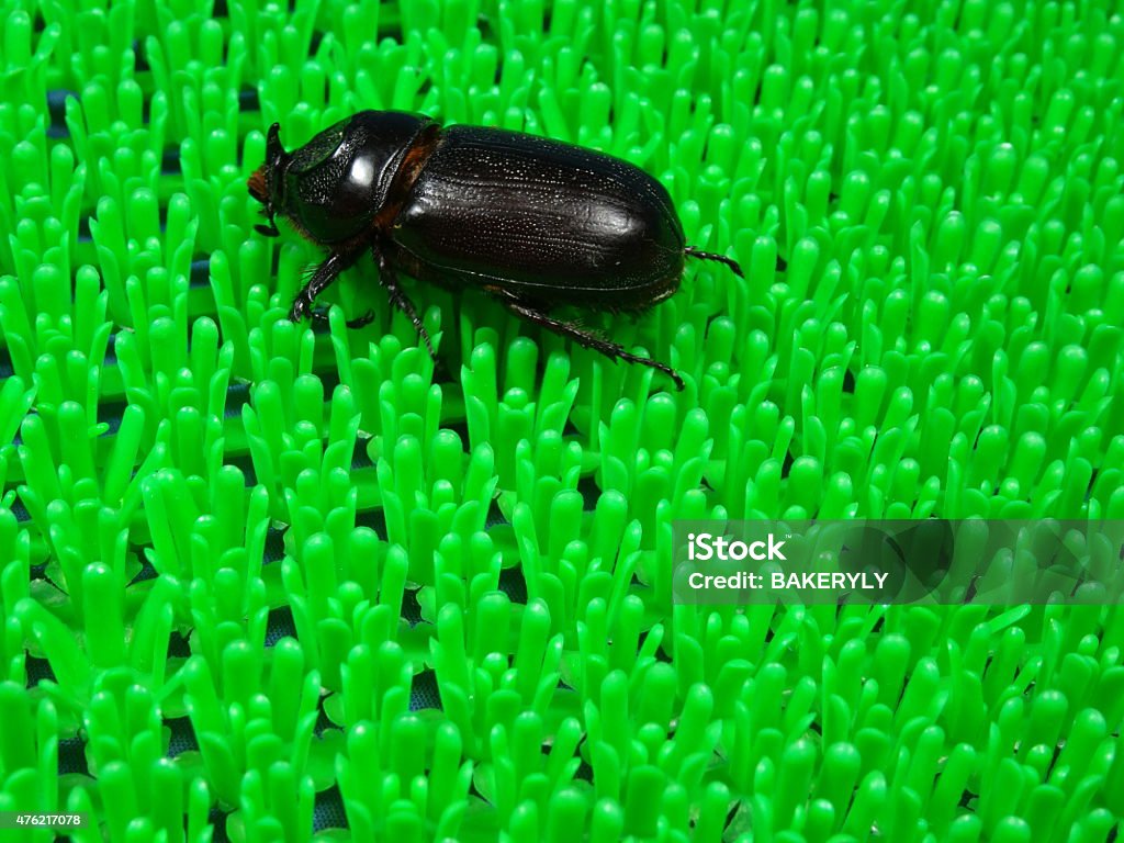 Coconut Rhinoceros Beetle Stock Photo - Download Image Now - 2015