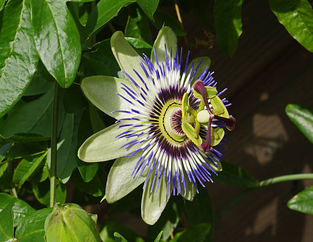 istock Blossom of Passiflora 476217292