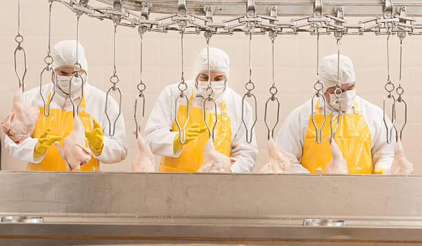 istock Men working at a chicken factory 476217490