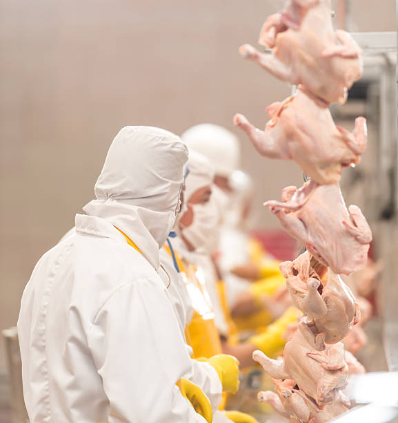 istock People working at a chicken factory 476217496