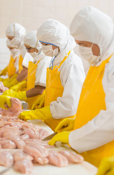 istock People working at a chicken factory 476217498
