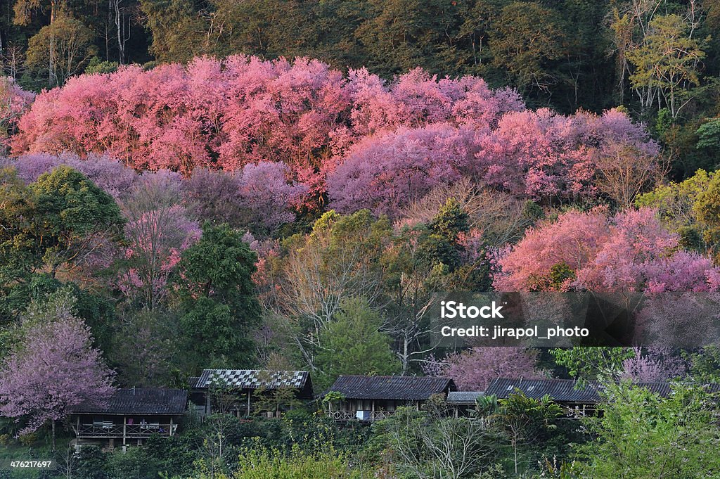 벚꽃 - 로열티 프리 0명 스톡 사진