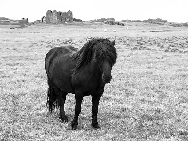 istock Black icelandic horse 476218196
